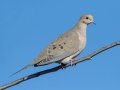 Mourning Dove