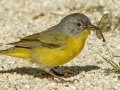 Nashville Warbler