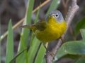Nashville Warbler