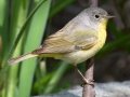Nashville Warbler