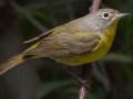 Nashville Warbler