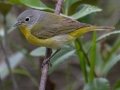 Nashville Warbler