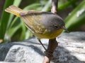 Nashville Warbler