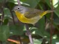 Nashville Warbler