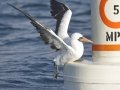 Nazca Booby - Buoy 34 area (2017-2018), San Diego, California, 12/16/2017