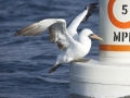 Nazca Booby