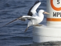 Nazca Booby