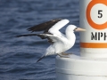 Nazca Booby