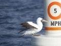 Nazca Booby