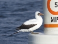 Nazca Booby