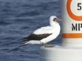 Nazca Booby - Buoy 34 area (2017-2018), San Diego, California, 12/16/2017