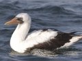 Nazca Booby - Buoy 34 area (2017-2018), San Diego, California, 12/16/2017