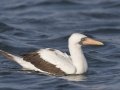 Nazca Booby - Buoy 34 area (2017-2018), San Diego, California, 12/16/2017