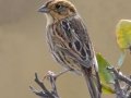 Nelson's Sparrow