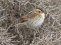 Nelson's Sparrow