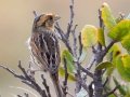 Nelson's Sparrow