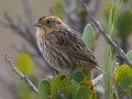 Nelson's Sparrow