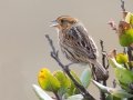 Nelson's Sparrow