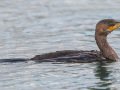 Neotropic Cormorant - Wetlands Park, 299 N 12th Ave., Yuma AZ,  2/12/2018