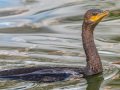 Neotropic Cormorant - Wetlands Park, 299 N 12th Ave., Yuma AZ,  2/12/2018