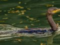 Neotropic Cormorant - Wetlands Park, 299 N 12th Ave., Yuma AZ,  2/12/2018