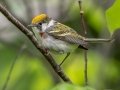 Chestnut-sided Warbler - JUNE 3 2022 - Pondicherry NWR - Cherry Pond Access Trail Whitefield-Jefferson - Coos County - New Hampshire