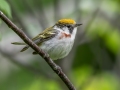 Chestnut-sided Warbler - JUNE 3 2022 - Pondicherry NWR - Cherry Pond Access Trail Whitefield-Jefferson - Coos County - New Hampshire