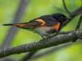 American Redstart - JUNE 3 2022 - Pondicherry NWR - Cherry Pond Access Trail Whitefield-Jefferson - Coos County - New Hampshire