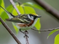 Chestnut-sided Warbler - JUNE 3 2022 - Pondicherry NWR - Cherry Pond Access Trail Whitefield-Jefferson - Coos County - New Hampshire