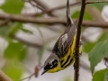 Magnolia Warbler - JUNE 3 2022  - Pondicherry NWR - Cherry Pond Access Trail Whitefield-Jefferson - Coos County - New Hampshire