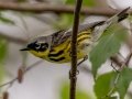 Magnolia Warbler - JUNE 3 2022  - Pondicherry NWR - Cherry Pond Access Trail Whitefield-Jefferson - Coos County - New Hampshire