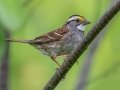 White-throated Sparrow - JUNE 3 2022  - Pondicherry NWR - Cherry Pond Access Trail Whitefield-Jefferson - Coos County - New Hampshire