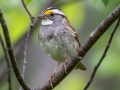 White-throated Sparrow - JUNE 3 2022  - Pondicherry NWR - Cherry Pond Access Trail Whitefield-Jefferson - Coos County - New Hampshire