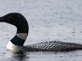 Common Loon - JUNE 3 2022 - Airport Marsh - Whitefield - Coos County - New Hampshire