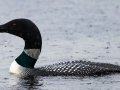 Common Loon - JUNE 3 2022 - Airport Marsh - Whitefield - Coos County - New Hampshire