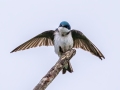 Tree Swallow - JUNE 3 2022 - Airport Marsh - Whitefield - Coos County - New Hampshire