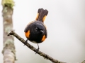 American Redstart - JUNE 3 2022 - Airport Marsh - Whitefield - Coos County - New Hampshire