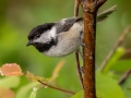 Black-capped Chickadee - JUNE 3 2022 - Airport Marsh - Whitefield - Coos County - New Hampshire
