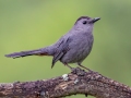 Gray Catbird - JUNE 3 2022 - Airport Marsh - Whitefield - Coos County - New Hampshire
