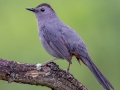 Gray Catbird - JUNE 3 2022 - Airport Marsh - Whitefield - Coos County - New Hampshire