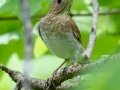 Veery - JUNE 3 2022 - Moose Brook SP - Gorham - Coos County - New Hampshire