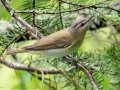 Red-eyed Vireo  - JUNE 3 2022 - White Mountain NF - Zealand Trail Bethlehem - Grafton County - New Hampshire