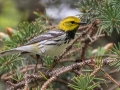 Black-throated Green  Warbler - JUNE 3 2022 - White Mountain NF - Zealand Trail Bethlehem - Grafton County - New Hampshire