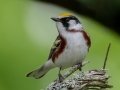 Chestnut-sided  Warbler - JJUNE 3 2022 - White Mountain NF - Zealand Trail Bethlehem - Grafton County - New Hampshire