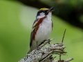 Chestnut-sided  Warbler - JUNE 3 2022 - White Mountain NF - Zealand Trail Bethlehem - Grafton County - New Hampshire