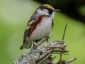Chestnut-sided  Warbler - JUNE 3 2022 - White Mountain NF - Zealand Trail Bethlehem - Grafton County - New Hampshire
