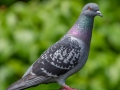 Rock Pigeon - JUNE 3 2022 - Moose Brook SP - Gorham - Coos County - New Hampshire