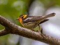 Blackburnian Warbler - JUNE 3 2022 - White Mountain NF - Zealand Trail Bethlehem - Grafton County - New Hampshire