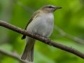 Red-eyed Vireo  - JUNE 3 2022 - White Mountain NF - Zealand Trail Bethlehem - Grafton County - New Hampshire