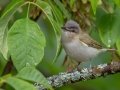 Red-eyed Vireo  - JUNE 3 2022 - Moose Brook SP - Gorham - Coos County - New Hampshire